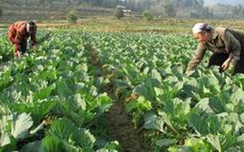 Chuẩn bị sản xuất vụ Đông Xuân trước, trong, sau Tết